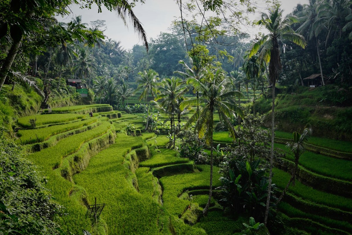 Tegalalang rice terrace, Bali